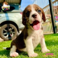 บีเกิ้ล Beagle HONEY 
