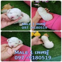   พุดเดิ้ลทอย ขาวสำลี  ตุ๊กตาหมี ฟอร์มเล๋ก สวยๆ poodletoy tiny 