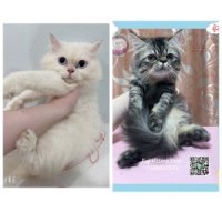 ***ได้บ้านแล้ว***แมวเปอร์เซีย2ตัวโต