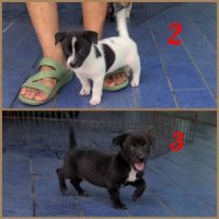 ลูกชิวาวาผสมแจ็ค รัสเซลล์ (เมีย) เล่นเก่ง ฉลาด เลี้ยงง่าย จาก kankarnclub มีจัดส...