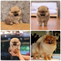 ขายลูกปอมเมอเรเนียน เพศผู้ อายุ 2 เดือน โตมาสีประมาณนี้ สอนการเลี้ยงฟรี 08346553...
