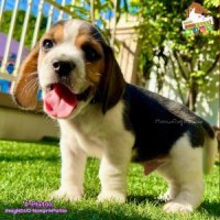 บีเกิ้ลBeagle PLATOO