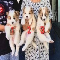 ลูกบางแก้วสายพันธุ์แท้ หมีน้อยอ้วนกลมขนฟู ลายสวย สีสวย ชุดที่ 191 จาก kankarnclu...