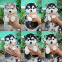 (มีคลิป)เด็กน้อย สีเทา สีดำ หาบ้านใหม่ ไซบีเรียนฮัสกี้ Alternative Kennel