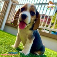 บีเกิ้ล Beagle MIDNIGHT 