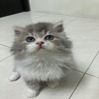 แมวสก็อตติชโฟลด์ scottish fold  พร้อมย้าย 