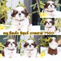 ชิสุแท้เกรดสวย