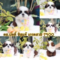 ชิสุแท้เกรดสวย