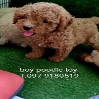 พุดเดิ้ลทอย เกรดพรีเมียม poodle toy 
