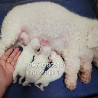 Poodle tcup tiny พุดเดิ้ลทอยทีคัพ /ไทนี่ ขาวสำลีเกรดพรีเมียม 