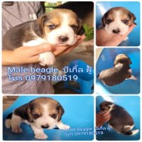 Beagle Male บีเกิ้ล เพศผู้ เกีดพรีเมียม 