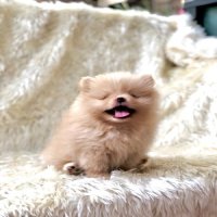 ปอมแท้ เพศเมีย จัดส่ง