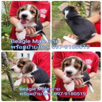 บีเกิ้ล 3 สี beagle  เกรดพนีเมียม บอดี้สวย beagle 