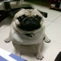 พ่อพันธู์ปั๊คหนุ่มรับผสมพันธุ์ (ผลงานเยี่ยม/ไม่ติดเทิร์นฟรี)