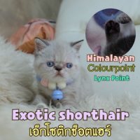 ลูกแมวสายพันธุ์ : Exotic shorthair เอ็กโซติกช็อตแฮร์ เด็กหญิง สีคัลเลอร์พ้อย/หิม...
