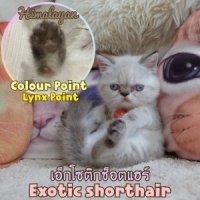ลูกแมวเอ็กโซติกช็อตแฮร์ Exotic shorthair ขนสั้น Colour point หิมาลายัน