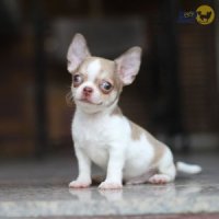 (MOONBRIGHT KENNEL) โปรโมชั่นมาแล้ว!!! ชิวาวาขนสั้น เด็กชายดีบุก กินเก่ง นิสัยดี...