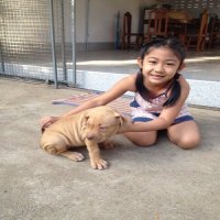 ลูกสุนัขพิทบูล 12,000 บาท (Thailand pitbull puppy, the price $375 usd)