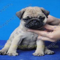 ลูกสุนัขพันธุ์ ปั๊ก PUG เพศเมีย ริงค์ล้นๆ ลูกไทยแชมป์ จาก BogBogBog Kennel