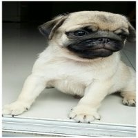 pug
