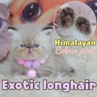 มาวิส ลูกแมวเอ็กซ์โซติก ขนยาว สีหิมาลายันลิ้งซ์พ้อย Exotic Longhair (colour poin...