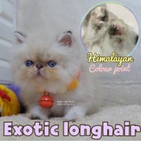 ลูกแมวเอ็กซ์โซติกขนยาว สีหิมาลายัน ตอตี้พ้อย Exotic Longhair colour point Himala...