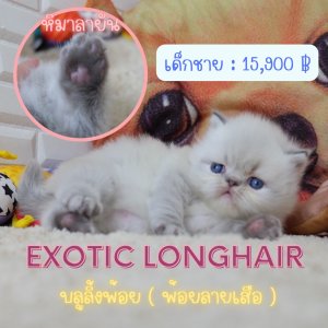 เอ็กซ์โซติกลองแฮร์ ขนยาวสีหิมาลายันลิ้งซ์พ้อย Exotic longhair (colour point) Him...