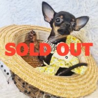 LITTLE DOG'S FARM : ❌️SOLD OUT❌️ สาวน้อยชิวาวาขนสั้น ตัวจิ๋วๆ แข็งแรงๆ วัคซีนแล้...