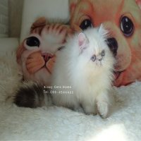 Exotic longhair ( ขนยาว) Colorpoint ( Himalayan ) chocolate lynx point