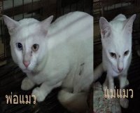 ลูกแมวขาวมณี อายุ 42 วัน ตัวละ 1700 บาท สวย สมบูรณ์ มีรูปพ่อแม่แมวให้พิจารณา