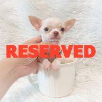 LITTLE DOG'S FARM : จองแล้วคะ หนุ่มน้อยชิวาวาขนสั้น สีขาวครีม น่ารักๆจ้า