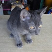 ลูกแมวไทยสีสวาด(โคราช) อายุประมาณ 85วัน ตัวผู้ 1ตัว หางคอด มีรูป พ่อ-แม่แมว