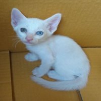 ลูกแมวขาวมณี 2ตัว ตัวเมียตาสองสี 1ตัว ตัวผู้ตาสีเหลือง 1ตัว อายุประมาณ 45 วัน มี...