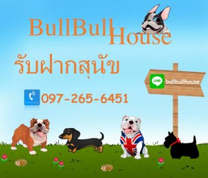 Bullbullhouse บริการรับฝากสุนัขขนาดเล็ก-ขนาดกลาง ย่านรามอินทรา