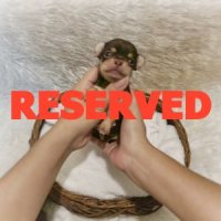 LITTLE DOG'S FARM : RESERVED สาวน้อยชิวาวาขนสั้น ตัวเล็กๆ สีชอคโกแลตฯเข้มๆ มาร์ค...