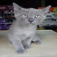 ลูกแมวไทยสีสวาด(โคราช) ตัวเมีย อายุ 70วัน แบบสีอ่อนสีพิเศษ มีน้อยตัว มีรูปพ่อ แม...