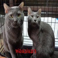 ลูกแมวไทยสีสวาด(โคราช) อายุ40 วัน มีรูปพ่อแม่แมวให้พิจารณา มี3ตัว