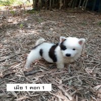 🐕ลูกสุนัขบางแก้วแท้ มี 3 คอก🐕 คอกที่1 🎉ตัวสุดท้ายㇴ...