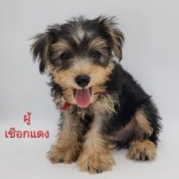 ขายลูกสุนัข เพศผู้2เดือน ชเนาเซอร์ผสมยอร์คเชียร์ (วัคซีนแล้ว) สุขภาพแข็งแรง