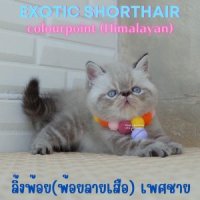 น้องเชลด้า ลูกแมว Exotic shorthair (colour point) Himalayan เอ็กซ์โซติกขนสั้น สี...