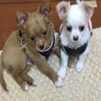 ชิวาวาแท้ ขนยาวเมีย 1 ผู้ 1 ราคา 3000