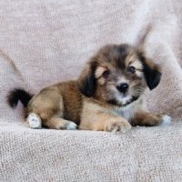 ชิสุผสมชิวาวา รับเราชนะม.33 IDLINE::happyshihtzu4289