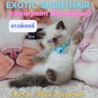 ลูกแมวเอ็กซ์โซติกขนสั้น สีหิมาลายัน ช็อคโกแลตพ้อย ตาสีฟ้า Exotic shorthair Himal...