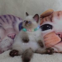 ลูกแมวเอ็กโซติกขนสั้น สีหิมาลายัน ช็อคโกแลตพ้อย ตาสีฟ้า Exotic shorthair Himalay...