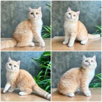ขายแมวบริติช ช๊อตแฮร์ สายพันธุ์แท้ คุณภาพ