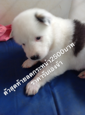 เปิดจองลูกบางแก้วแท้
