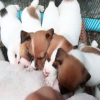 jack russell rayong 