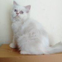 ขายลูกแมวเปอร์เซียแท้เพศผู้ตาสีฟ้า พระประแดง สุขสวัสดิ์ 2800บาท