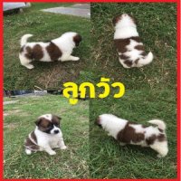 2 ตัวสุดท้ายบางแก้วแท้ 100% โครงสร้างใหญ่ราคามิตรภาพ