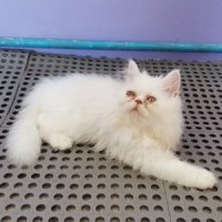 ขายลูกแมวเปอร์เซียสีขาวน่ารักเพศเมีย​สะอาดนิสัยดี​0931165813​